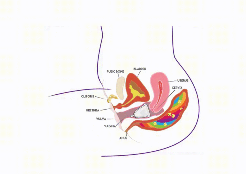 coletor menstrual no canal vaginal